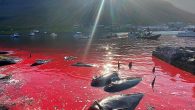 The Grindadraps or Grinds, as they are known in Faroese, took place on Sunday in the Danish archipelego A pod of 52 pilot whales were spotted in the north in the early hours and driven towards a killing bay  Then […]