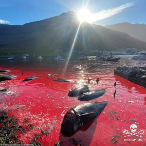 The Grindadraps or Grinds, as they are known in Faroese,