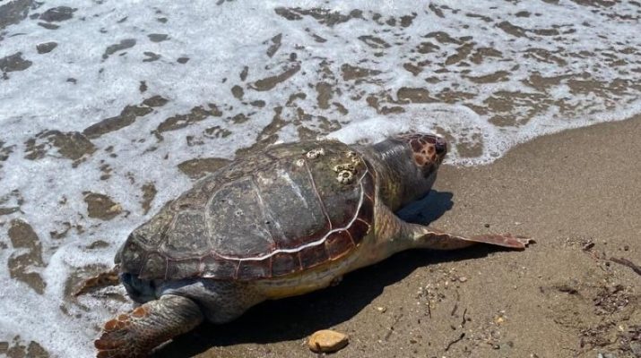 Çanakkale'nin Ayvacık ilçesi Assos bölgesinde caretta caretta türü deniz kaplumbağası,