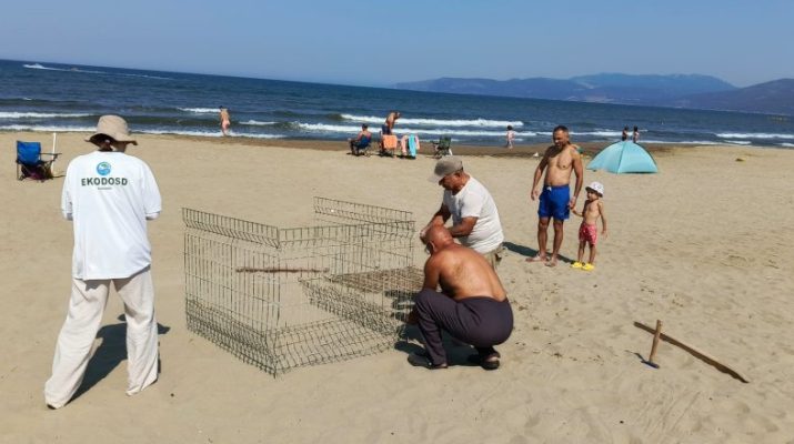 Caretta Caretta cinsi deniz kaplumbağalarının yumurtlama döneminde olduğunu ifade eden