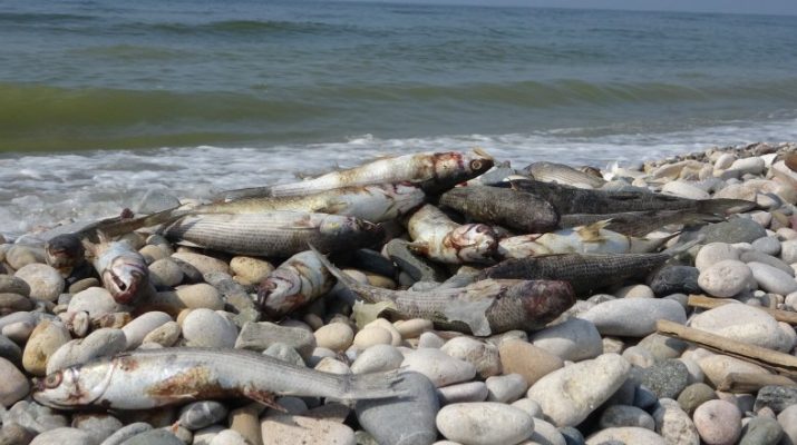 Mersin'in Akdeniz ilçesinde sahil boyunca kıyıya binlerce ölü balık ile