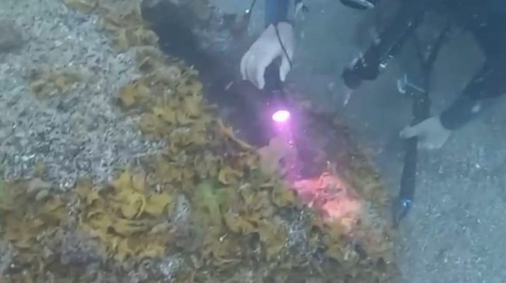 Antalya'nın Manavgat ilçesi açıklarında çuvala ayağı dolanmış halde bulunan ve
