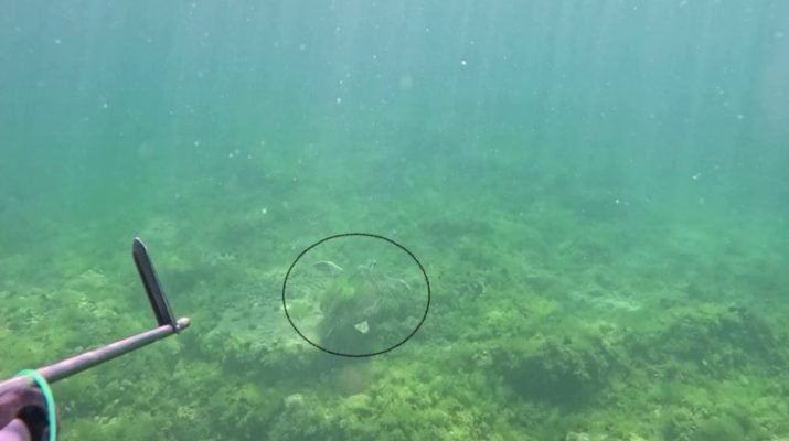 Tuzla açıklarında zıpkınla balık avcılığı yapan Ulaş Kocabaş, Marmara Denizin'in