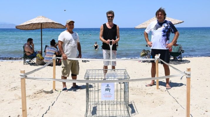 Aydın'ın Kuşadası ilçesinde, ‘caretta caretta' cinsi iri baş deniz kaplumbağasının