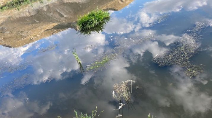 Erzurum'un Aşkale ilçesinde ölü balıklar ilçe genelinde korku saçıyor. 