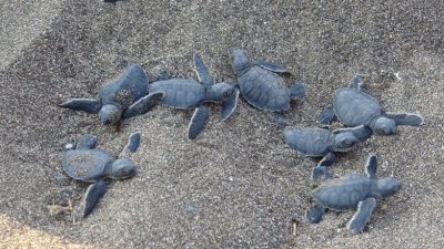 Nesli tehlike altında olduğu için ulusal ve uluslararası düzeyde koruma