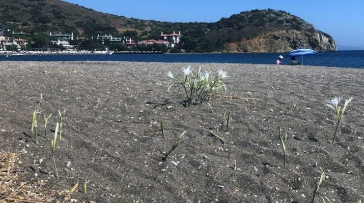 Datça Sahillerinde Kum Zambağını Koparmanın Cezası 557 Bin TL Muğla’nın Datça ilçesinde, Periliköşk ve Palamutbükü plajlarında Eylül ayında açan
