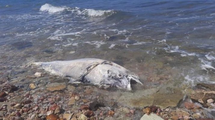 Çeşme'nin farklı koylarında yaklaşık bin civarında ölü veya yaralı orkinos