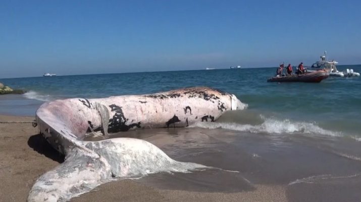 Mersin Körfezi'nde 4 yıl önce ölen ve müze bahçesine gömülen