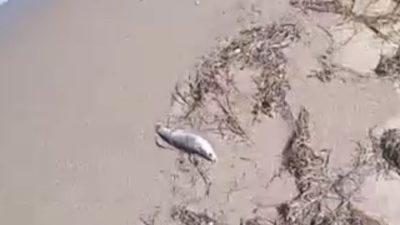 Balıkesir’in Gönen ilçesi Denizkent Mahallesi sahilinde çok sayıda ölü balık