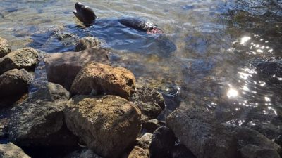 Dünyada sayıları binlerle ifade edilen, nesli tehlike altındaki türlerden olan