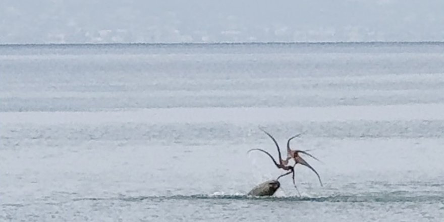 Çeşme Sahilinde Fokun Ahtapot Avı İzmir'in Çeşme ilçesinde sahile yakın bir noktada ahtapot avlayan Akdeniz