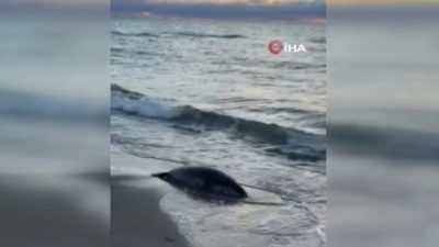 Kazakistan’ın Mangıstau bölgesinde Hazar Denizi kıyısında 112 fok ölü bulundu.