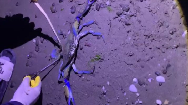 Samsun'un Atakum ilçesinde nadir görülen mavi yengeç kıyıya vurdu. Vatandaşlar