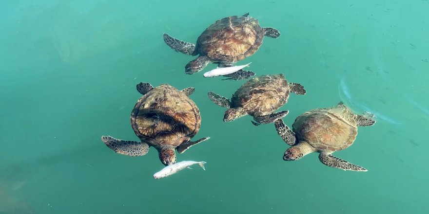 Mersin'de göç etmeyen caretta carettalar balıkçı barınağını mesken tuttu. 