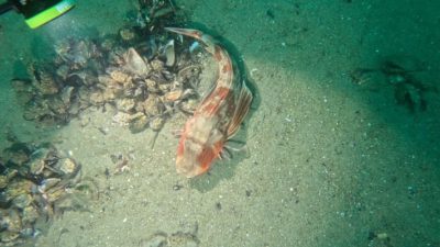 Bursa Büyükşehir Belediyesi, 30 farklı dalış noktasında elde edilen verilerle