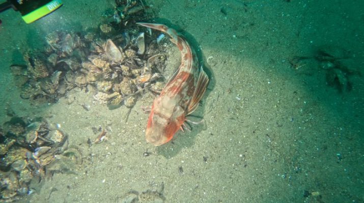 Bursa Büyükşehir Belediyesi, 30 farklı dalış noktasında elde edilen verilerle