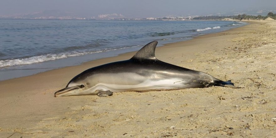 Aydın’ın Kuşadası ilçesinde sahile telef olmuş Tırtak türü Yunus vurdu.