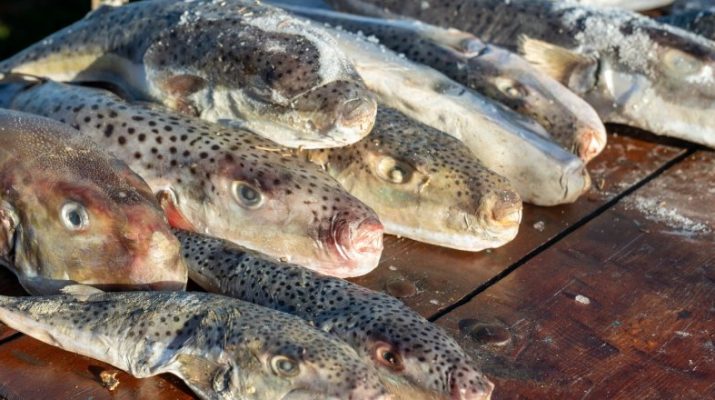 Adana'da balıkçılar tarafından 4 günde 128 bin balon balığı Akdeniz'den