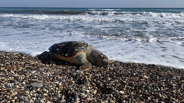 Limonlu sahili ve ilçe limanı çevresinde son 2 gün içinde