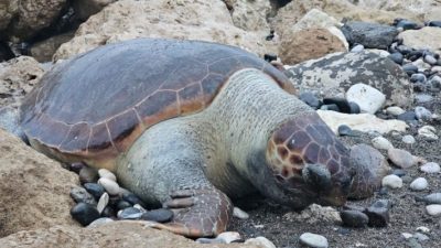 Mersin'de sahile ölmüş bir caretta caretta (İribaş deniz kaplumbağası) daha