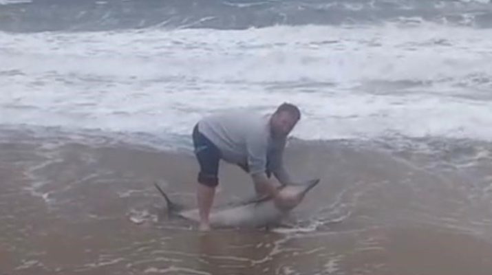 Ayvalık’ta Karaya Vuran Yunusu Vatandaşlar Kurtardı Balıkesir'in Ayvalık ilçesi Sarımsaklı plajlarında karaya vuran yunusu, vatandaşlar kurtararak