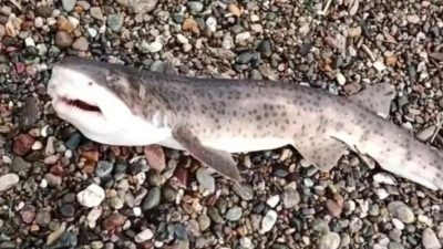 Çanakkale'nin Ayvacık ilçesinde vatandaşların oltasına yavru köpek balığı takıldı. 