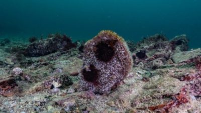 Olumsuz çevresel etkiler nedeniyle Akdeniz çanağının genelinde çok az kalan