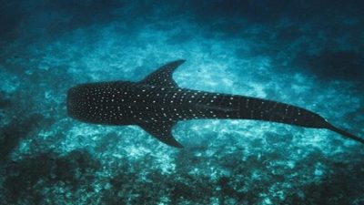 Uluslararası Doğa Koruma Birliği (IUCN), Maldivler Cumhuriyeti Turizm ve Çevre