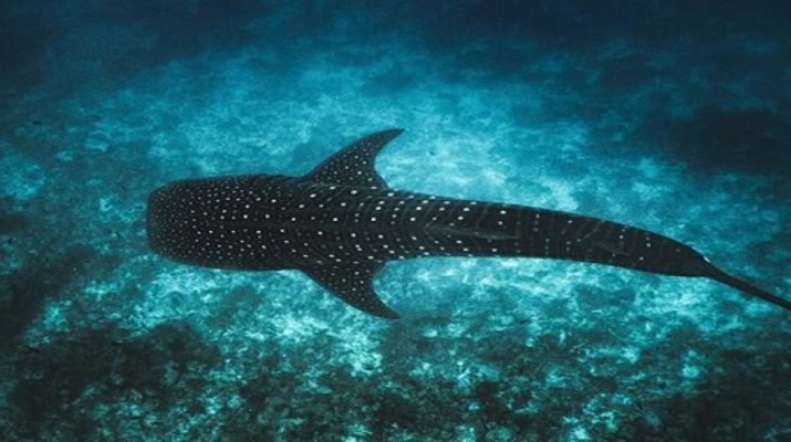 Uluslararası Doğa Koruma Birliği (IUCN), Maldivler Cumhuriyeti Turizm ve Çevre