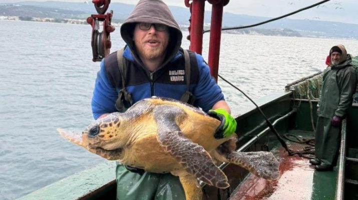 Gelibolu Açıklarında Ağlara Takılan Caretta Caretta Denize Geri Salındı Çanakkale'de ava çıkan balıkçı teknesinin ağlarına takılan caretta caretta, denize