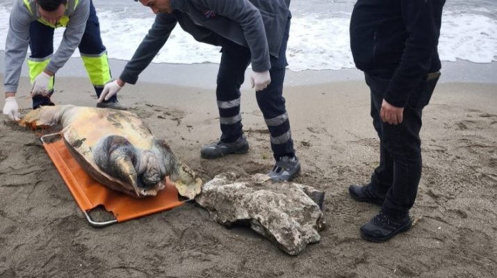 Tekirdağ Sahiline Ölü Caretta Caretta Vurdu Tekirdağ’ın Süleymanpaşa ilçesine bağlı Barbaros sahiline vurmuş halde bulunan ölü