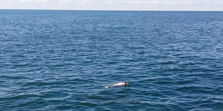 Zonguldak'ın Karadeniz Ereğli ilçesinde sahilde ölü halde bir yunus bulundu.
