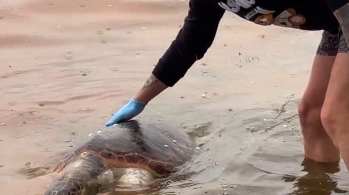 Tekirdağ'da sahile caretta caretta cinsi ölü deniz kaplumbağası vurdu. 