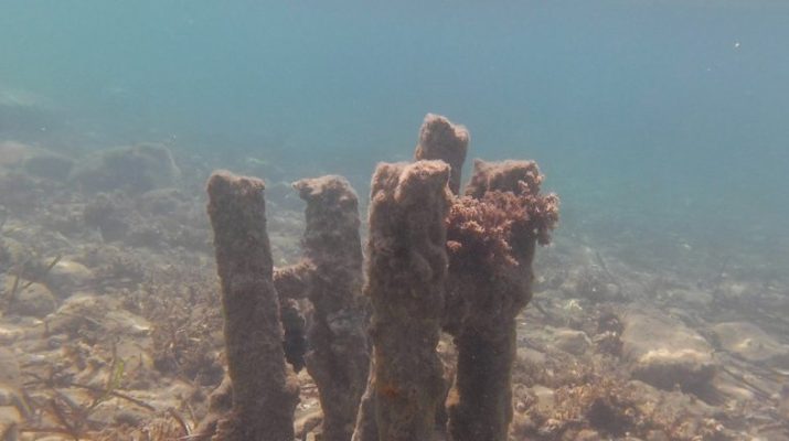 Aydın'ın Kuşadası ilçesindeki Yılancıburnu'nda su altında kalan eski iskeleye ait