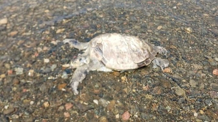 Muğla’nın Ula ilçesine bağlı turistik Gökçe Mahallesi sahilinde, telef olmuş