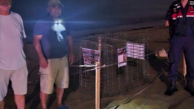 Aydın'ın Kuşadası ilçesinde caretta caretta (İribaşlı Deniz Kaplumbağası) tarafından oluşturulan