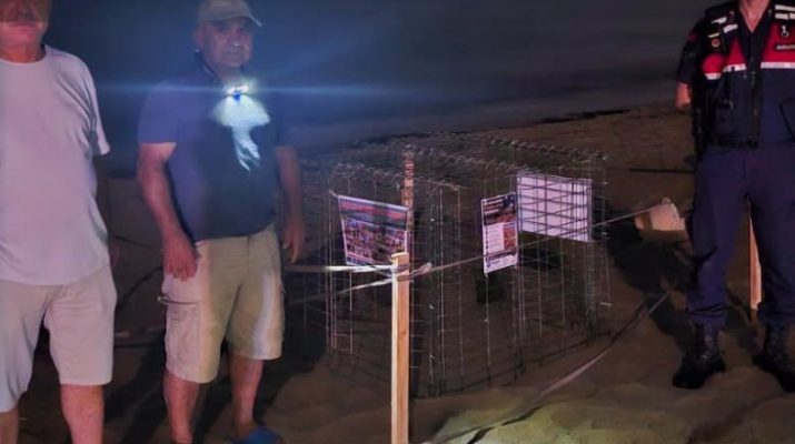 Aydın'ın Kuşadası ilçesinde caretta caretta (İribaşlı Deniz Kaplumbağası) tarafından oluşturulan