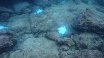 Antalya'da Hıdırlık Kulesi açıklarında kürek sörfü yapan bir vatandaşın su