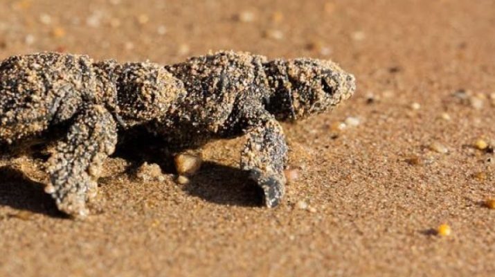 Aydın’ın Didim ilçesinde şezlongların arasına yuva yapan Caretta caretta’nın 88