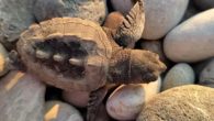 Çıralı plajında bu yıl caretta caretta yuva sayısı, geçen yılı geçti. 2020 yılında 100 yuva tespit edilirken, bu yıl sayı yumurtlama sezonunun bitmesine bir ay kalmasına rağmen 102’ye ulaştı. Bu gelişme, son 20 yılın rekorunun kırıldığı 2019’daki 152 yuva sayısını […]