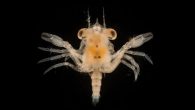 Question: How do the creatures that specialize in living at hydrothermal vents move to new or different vents? — Andrew D, Massachusetts Answer: The short answer to your question, Andrew, is we have a general idea of how animals move […]