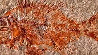 Meksika’da bilim insanları 95 milyon yıl öncesine ait bir balık fosili buldu. Söz konusu türün benzersiz olduğu ve dinozorlarla aynı dönemde yaşadığı düşünülüyor. Meksika’da 95 milyon yıl öncesine ait olduğu tahmin edilen yeni bir balık türünün fosili keşfedildi. Ülkenin güneydoğusunda […]
