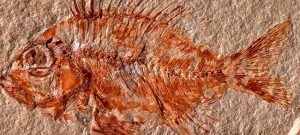 Meksika’da bilim insanları 95 milyon yıl öncesine ait bir balık