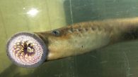(CNN) — The sea lamprey, an eel-like creature colloquially referred to as the “vampire fish” by some publications, provides benefits that outweigh its bite, says Vermont Fish & Wildlife. Despite its frightening nickname and appearance — a sucker-like jawless mouth […]