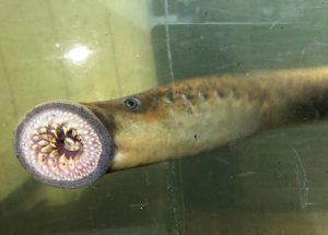 (CNN) — The sea lamprey, an eel-like creature colloquially referred