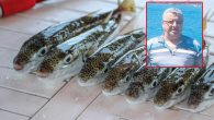 İzmir’den aldığı yükü İskenderun’a götüren M/V Ali Işık adlı kuru yük gemisindeki denizciler, 27 Ocak günü Finike açıklarında balık avlarken birkaç balon balığı da yakaladı. Geminin ikinci kaptanı Muhammer Alak ve makine yağcısı Nazmiye Aldemir’in tuttuğu balıklar, Alak tarafından sonra […]
