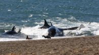 Twice a year, a pod of 23 orca whales makes its way back to the Valdés Peninsula, located in Patagonia, Argentina, to hunt for sea lions in a unique, intentional beaching spectacle that only occurs in this region of the […]