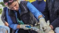 Antalya’da, Akdeniz’deki istilacı tür olan balon balığını avlama yarışması düzenlendi. Yarışmanın birincisi; 1,5 kilo ağırlığında ve 44 santimetre uzunluğunda balon balığı avladı. Kızıldeniz’den Akdeniz’e gelen ve istilacı türler arasında yer alan balon balığının popülasyonu, son yıllarda hızla arttı. Antalya’da balıkçıların […]