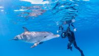 By Melissa Smith July 18, 2021 It’s not every dive you have an encounter that will stick with you for a lifetime. But this is exactly what a fortunate group of divers in the Bahamas recently experienced when a playful […]